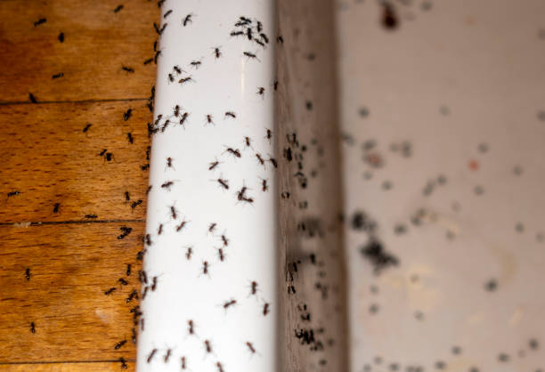 Best Pest Removal Services  in Onancock, VA