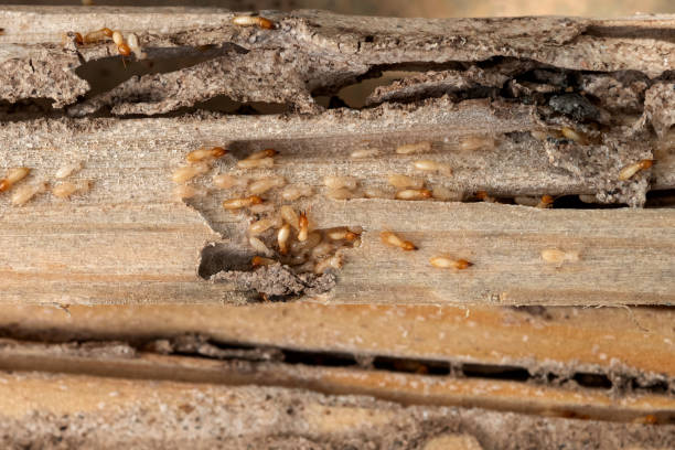 Best Exterminator Services  in Onancock, VA